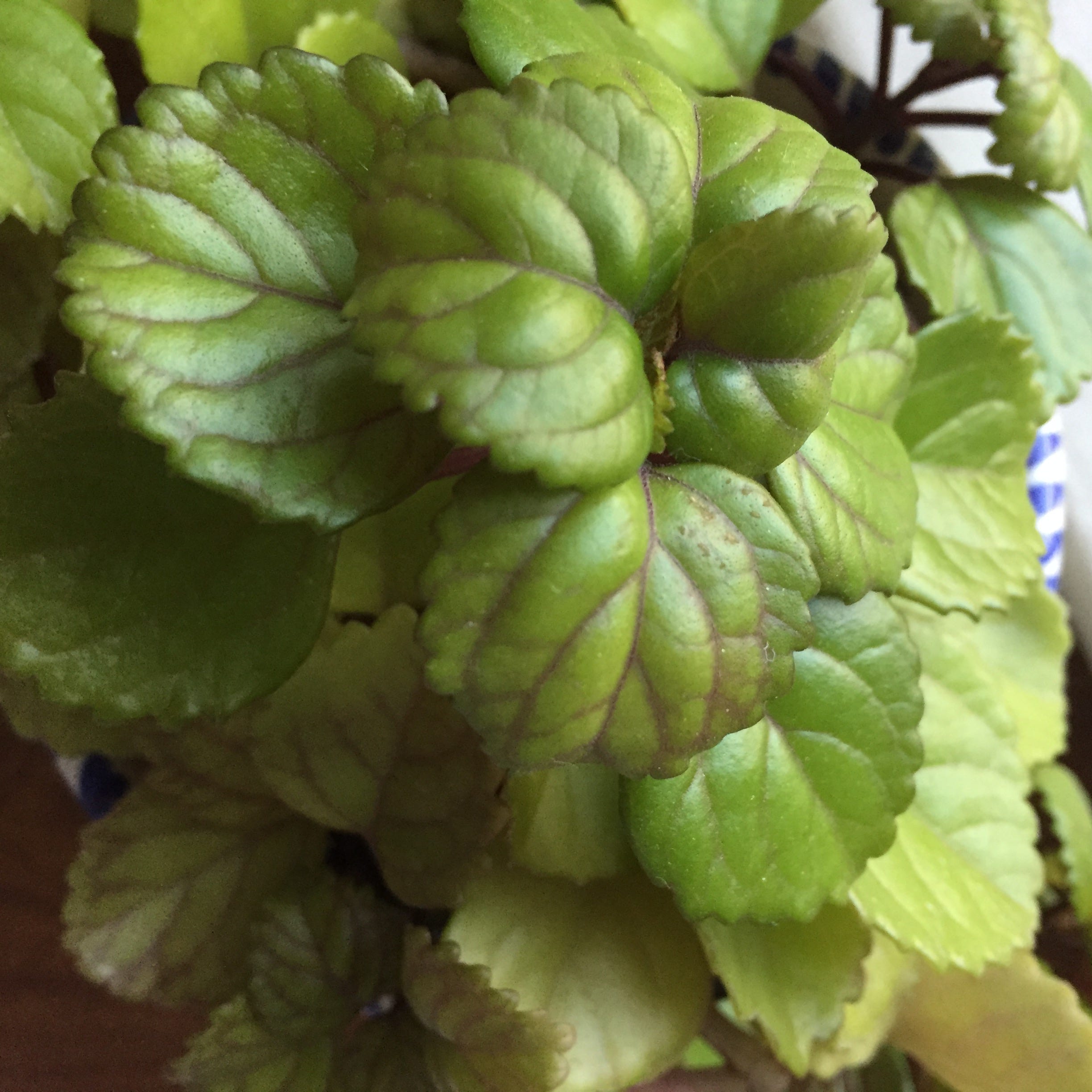 The Swedish Ivy. 10 Weeks of Swedish Ivy Observations by Sara