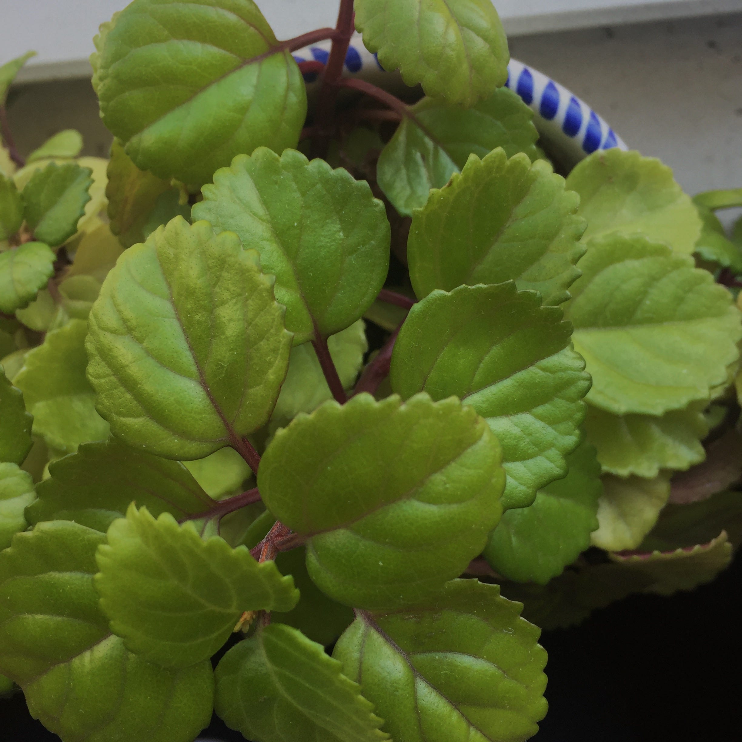 The Swedish Ivy. 10 Weeks of Swedish Ivy Observations by Sara