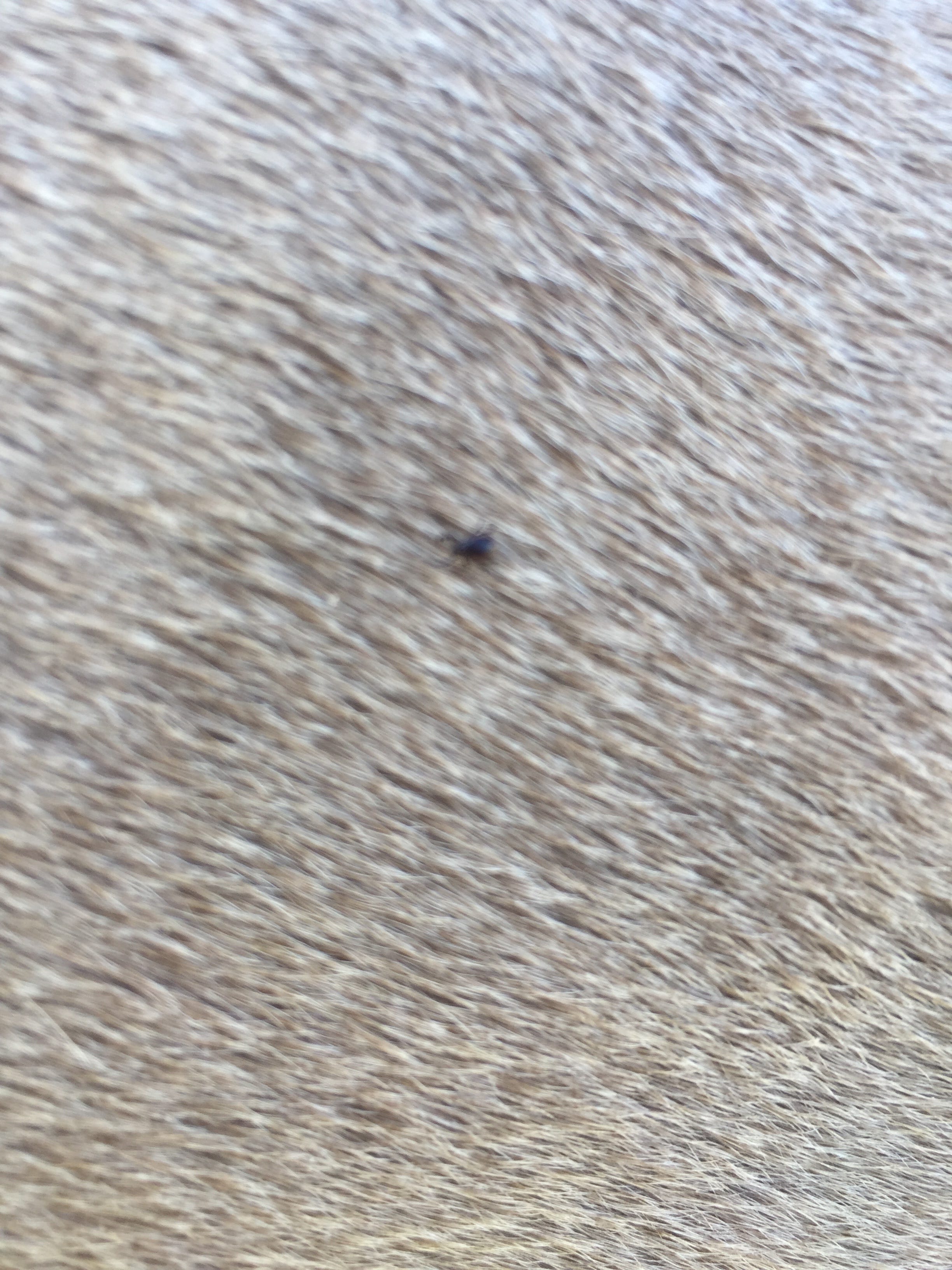 There are ticks?. One MAJOR surprise for us city friends… by The