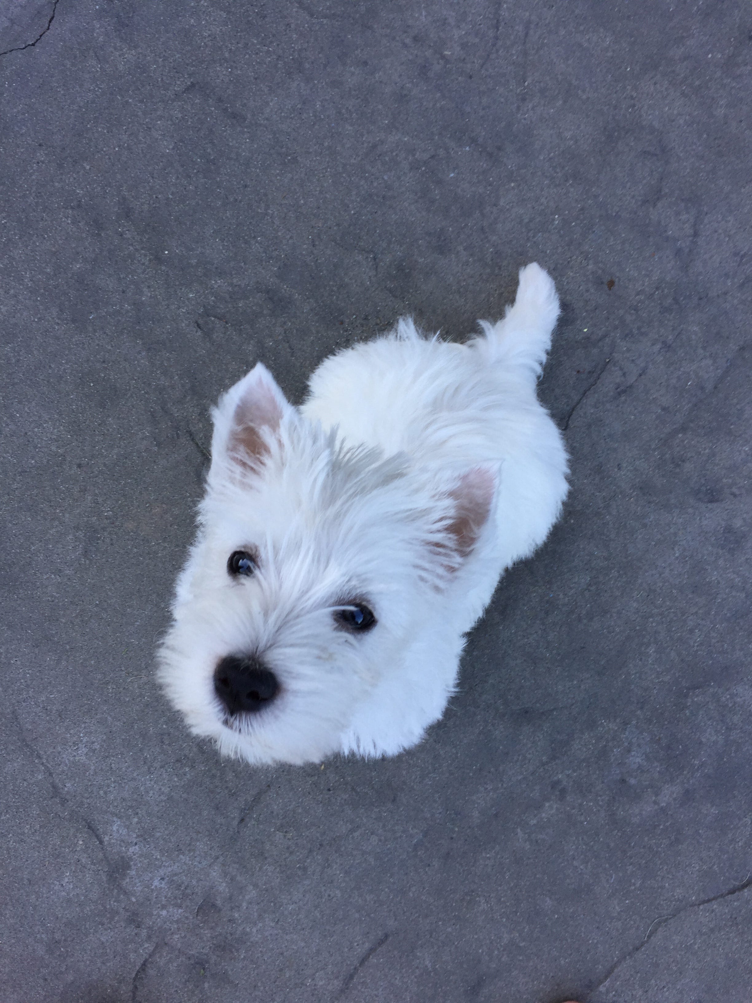 I Hereby Dub Thee… Finn!. How I chose my puppy’s name… by Kallie
