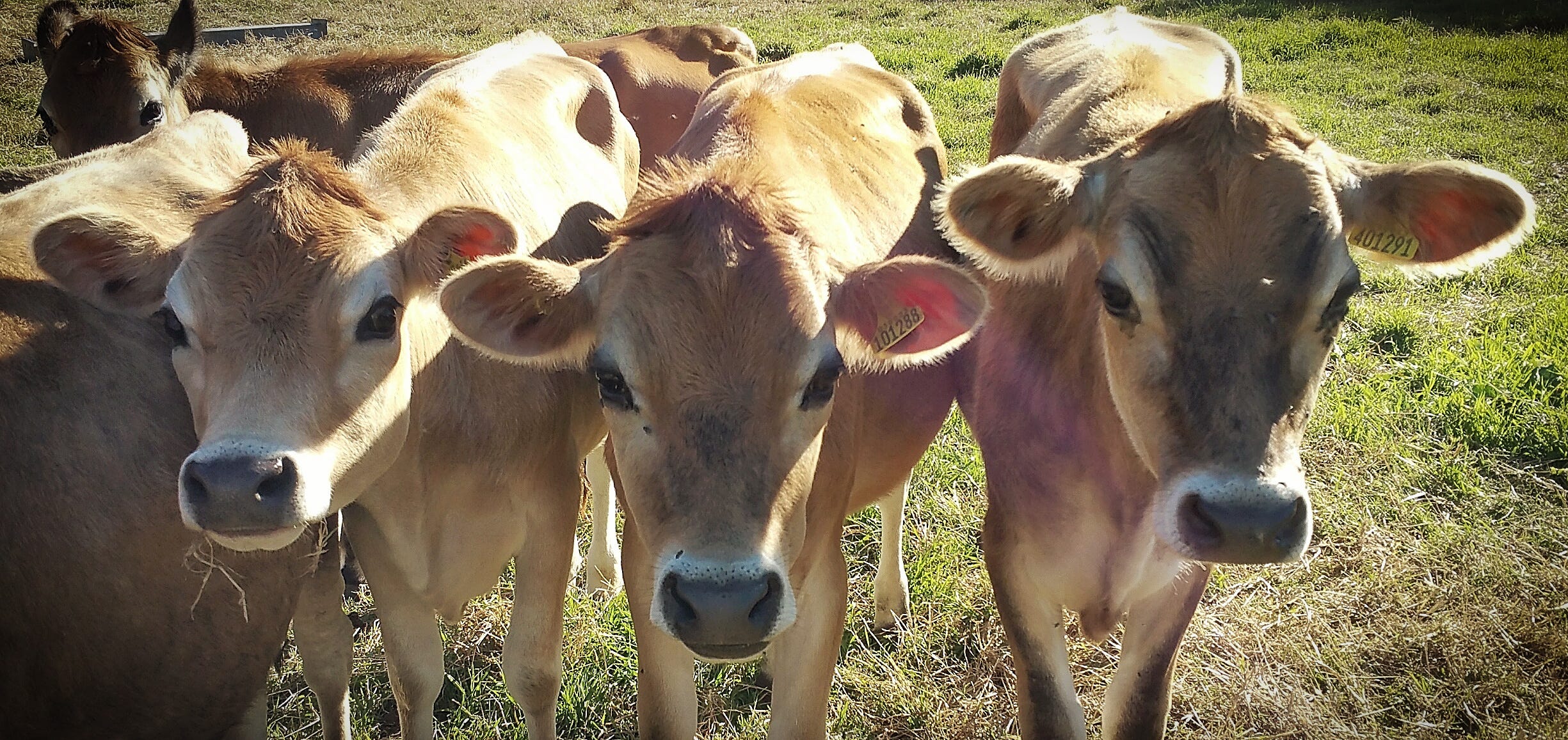 The darker side of the Jersey dairy industry Nine by Five Media Medium