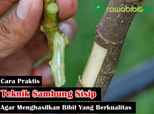 Inilah 5 Cara Praktis Teknik Sambung Sisip Pada Tanaman Secara Baik dan  Benar Agar Mampu Menghasilkan Bibit Yang Berkualitas | by David Marlon |  Medium