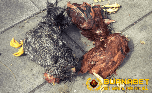 Ketahui Jenis Penyakit Mematikan Pada Ayam Bangkok | by Stefanny Chandra |  Medium