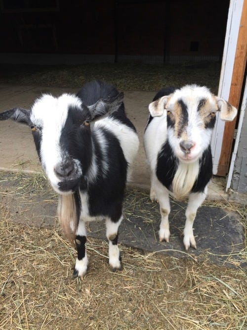 These Goats Want You To Know Petting Zoos Aren't Happy Places | By Jessica Scott-Reid | Tenderly
