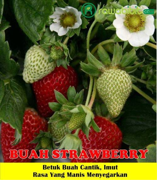 Bibit Strawberry — Bibit Tanaman Strawberry Unggul Dengan Bentuk Buah Yang  Cantik, Imut dan Rasa Yang Manis Menyegarkan | by David Marlon | Medium