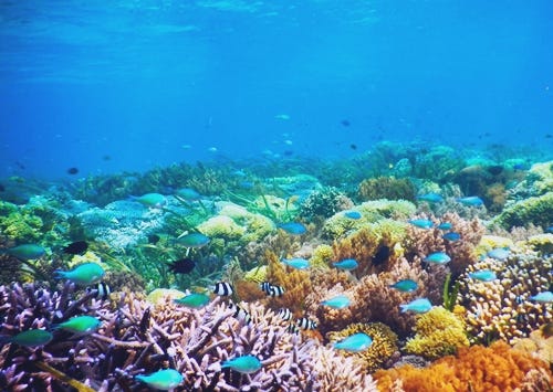 Top 6 | Lokasi Terbaik Di Jawa Timur Yang Cocok Banget Buat Snorkeling | By Sewa Mobil Malang Termurah Vitatransport | Medium