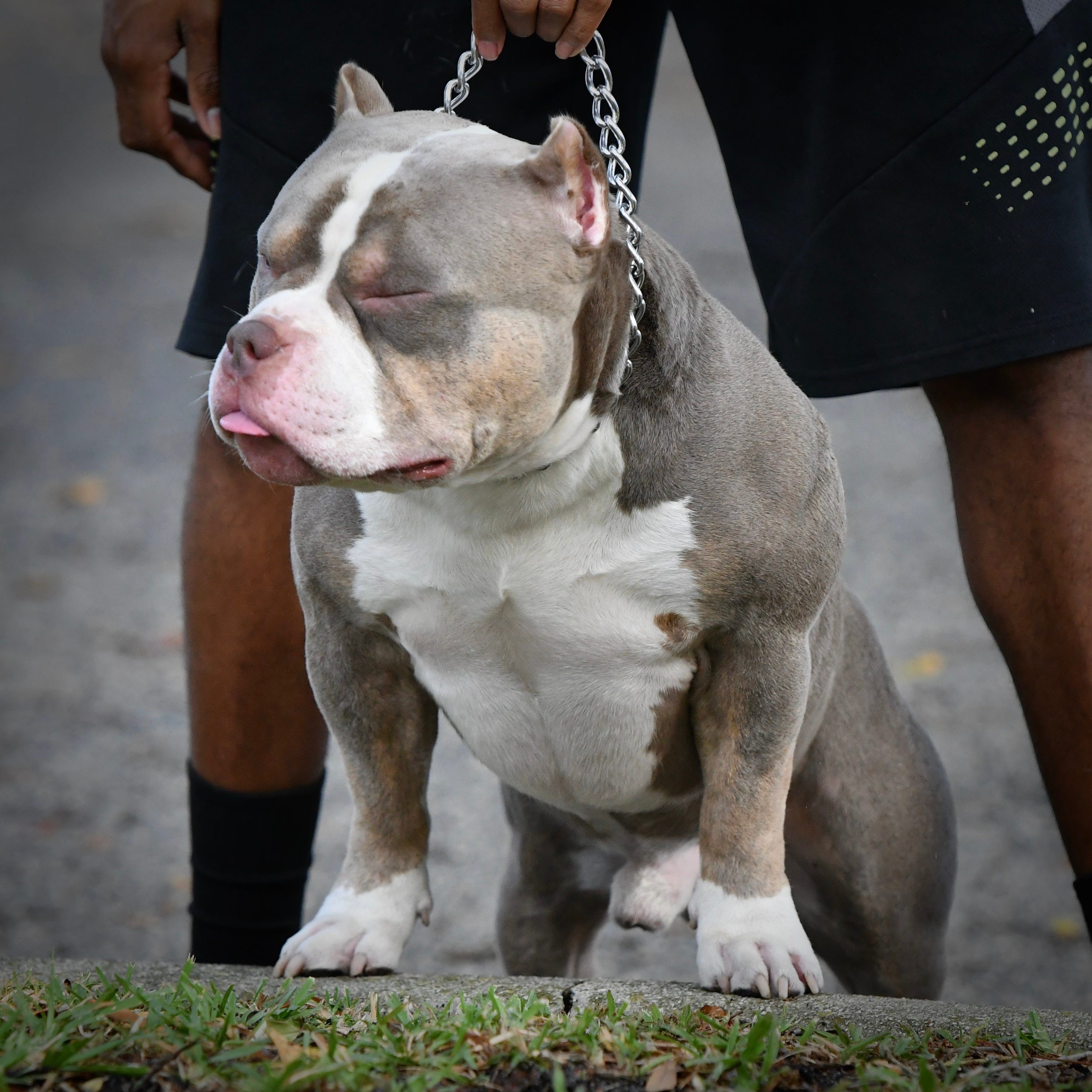 AMERICAN BULLY BREEDINGS THE BEST POCKET BULLY PUPPIES FOR SALE by