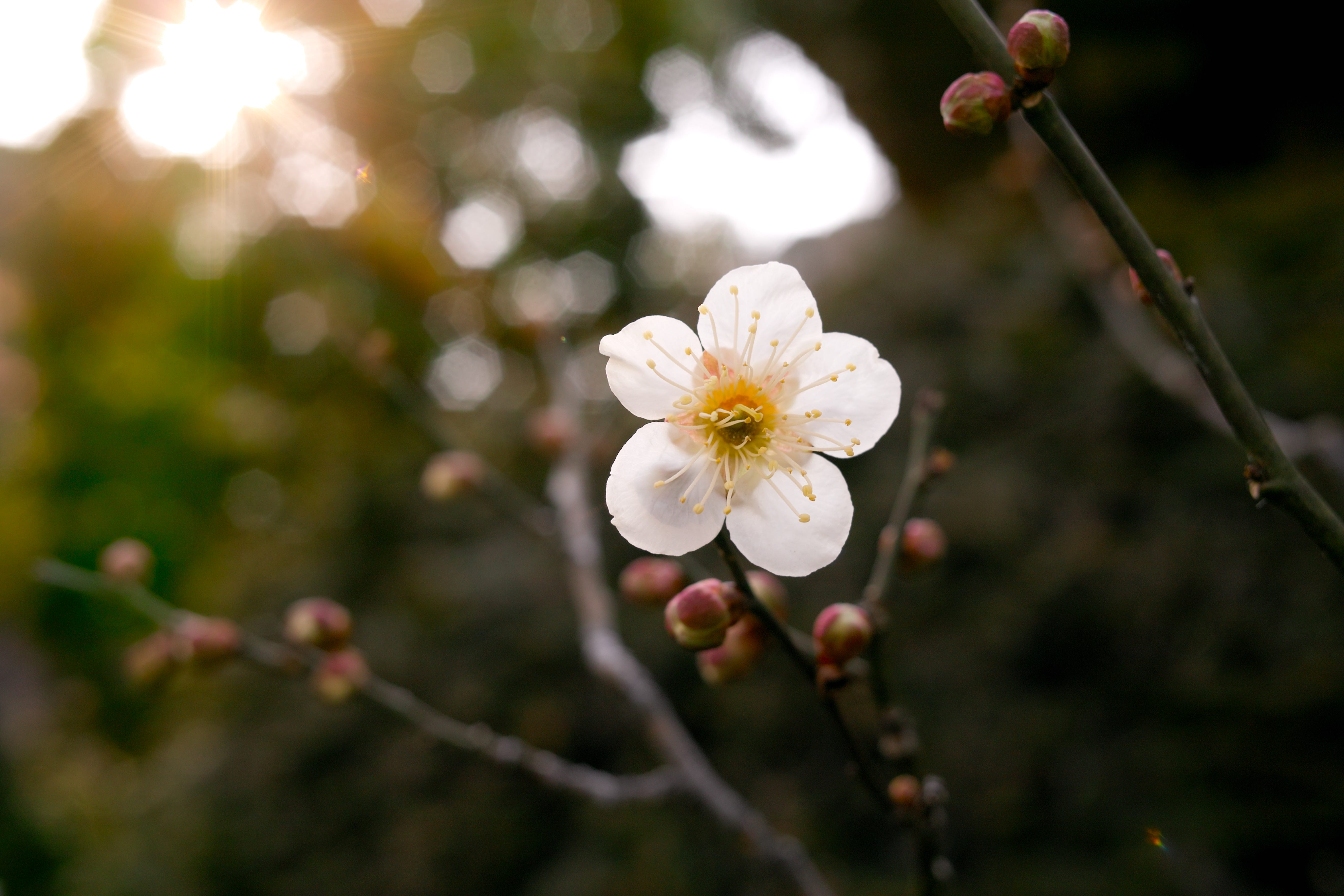 Blooming in Ice The Cool Symbolism of Plum Blossoms Greatwall