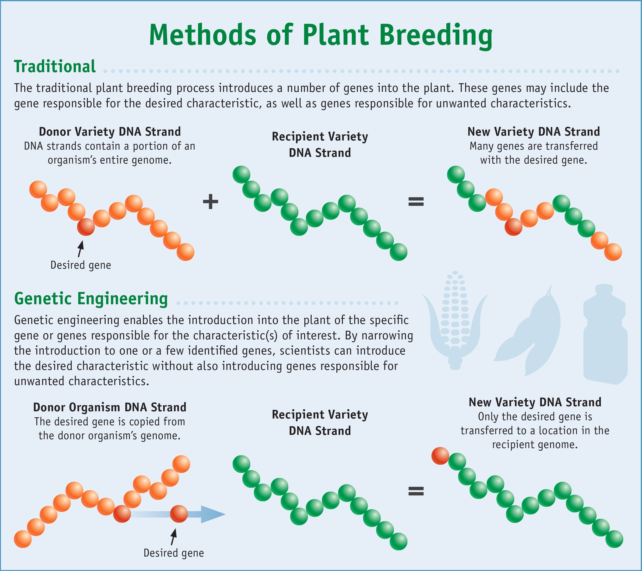 Classical Plant Breeding vs. Molecular Plant Breeding by R Mateo