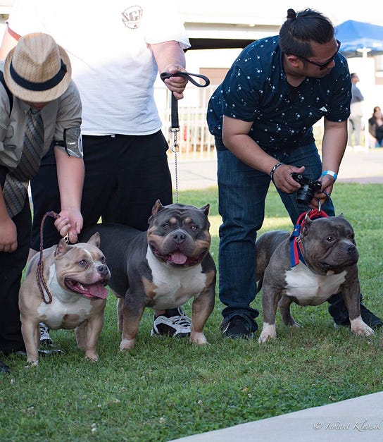 2017 BULLY KING Mascot Shamrock BULLY KING Magazine Medium
