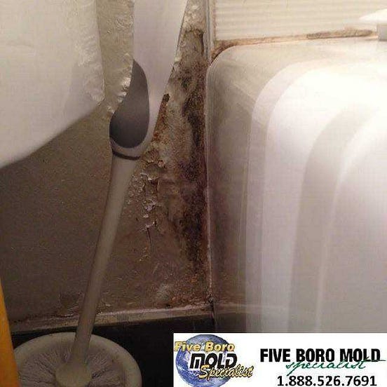 How Mold Growth can affect Humans by Five Boro Mold Specialist Medium