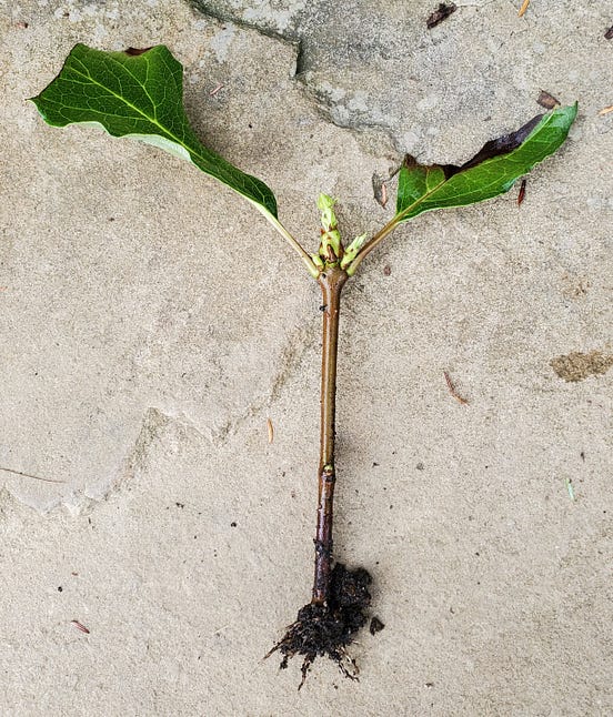 Free Lilacs for Life!. How to Root Lilac Cuttings for Indoor… by Mark