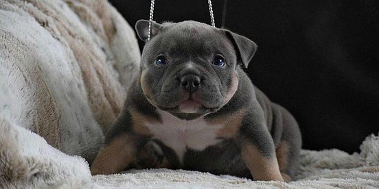FREQUENTLY ASKED QUESTIONS BUYING AN AMERICAN BULLY PUPPY EXTREME