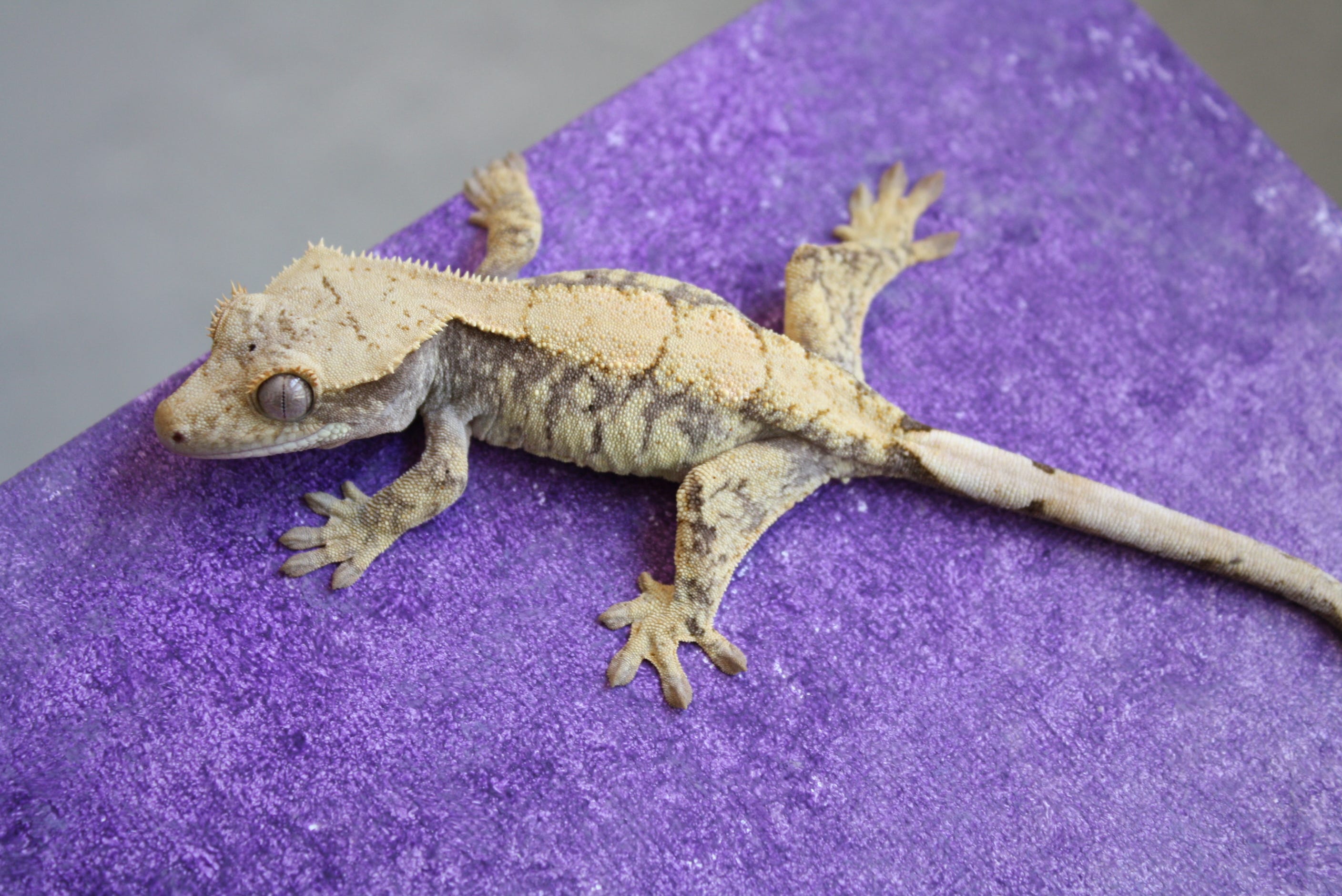 The Complete Crested Gecko Care Guide by Hunter Byrd Medium