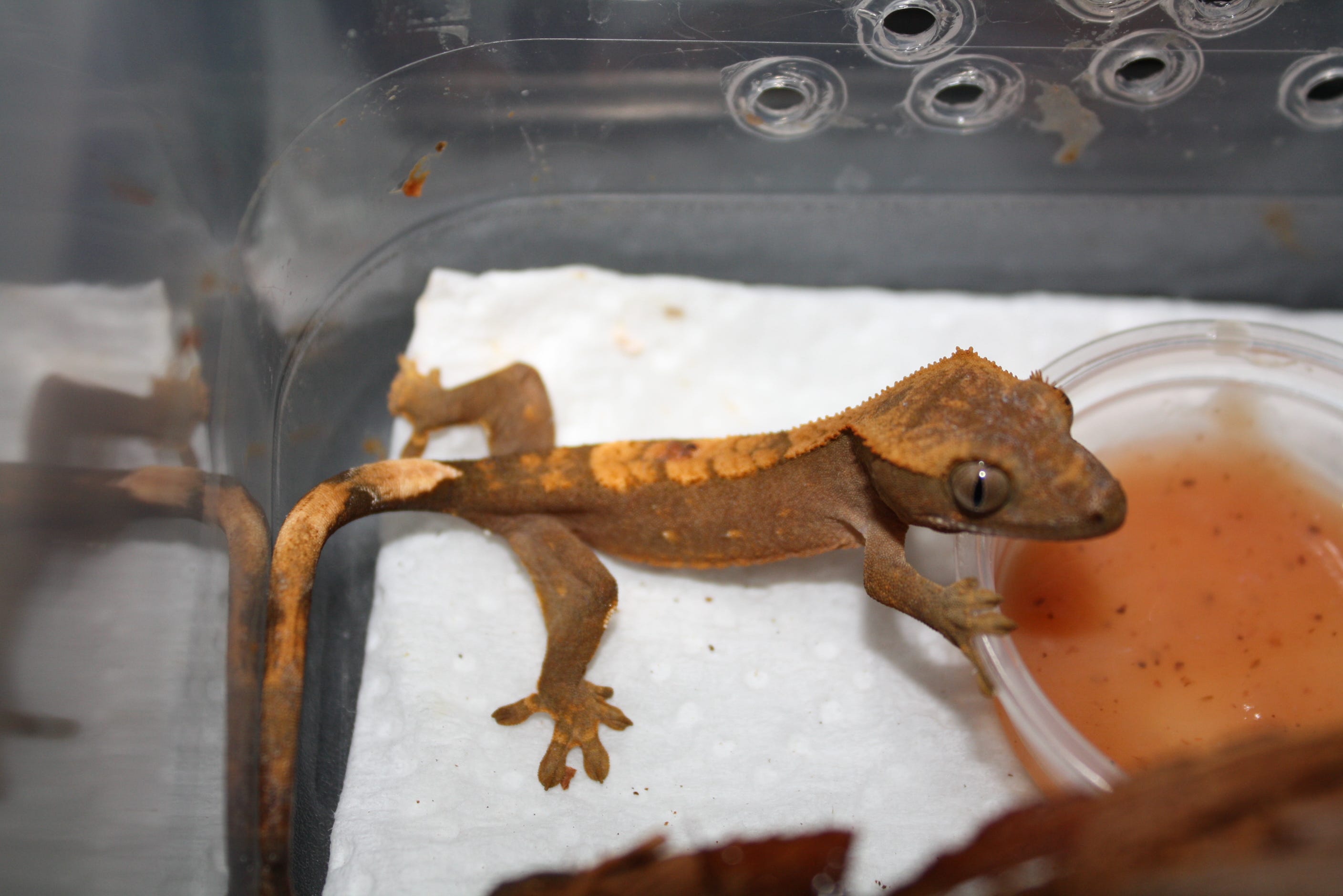 The Complete Crested Gecko Care Guide by Hunter Byrd Medium