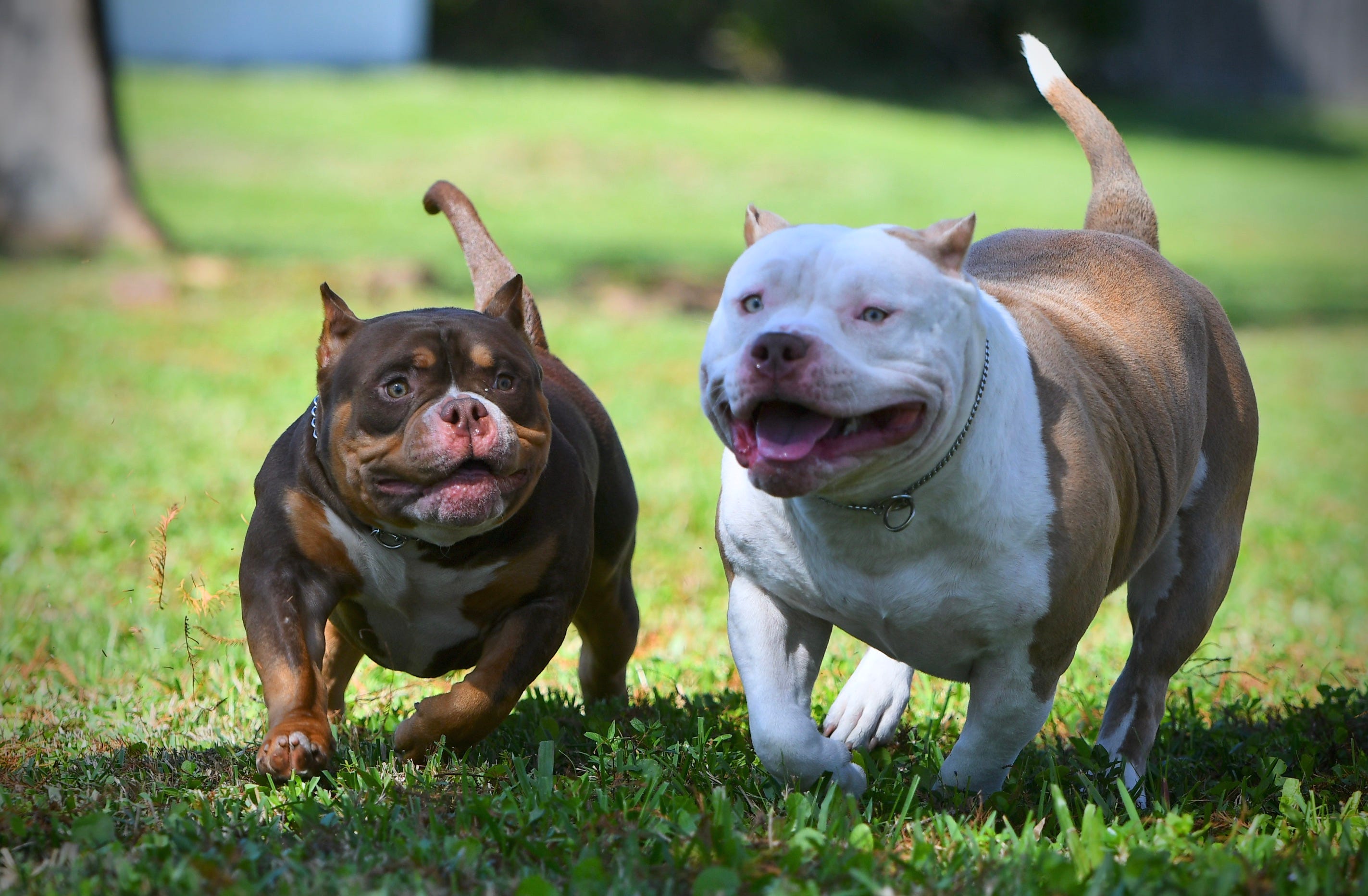 POCKET BULLY KENNEL VENOMLINE NEWS, AVAILABLE PUPPIES FOR SALE