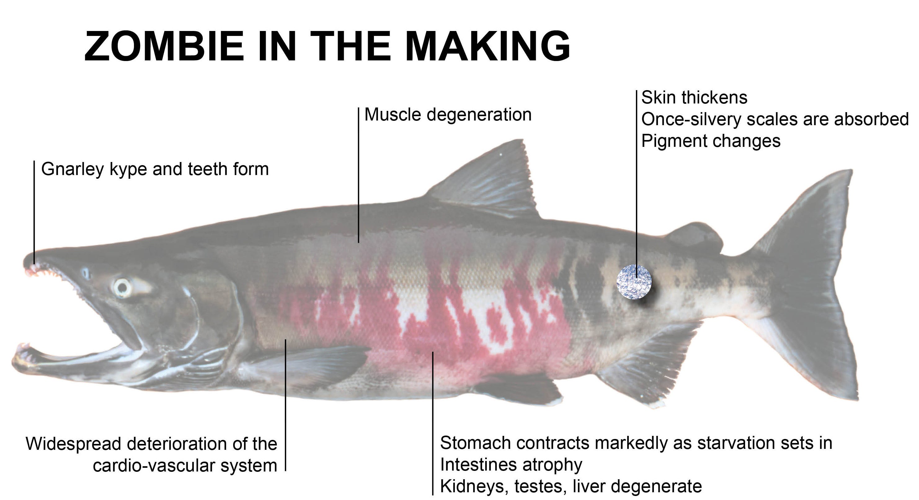 Life After Death Your Ultimate Guide to Zombie Salmon by U.S.Fish