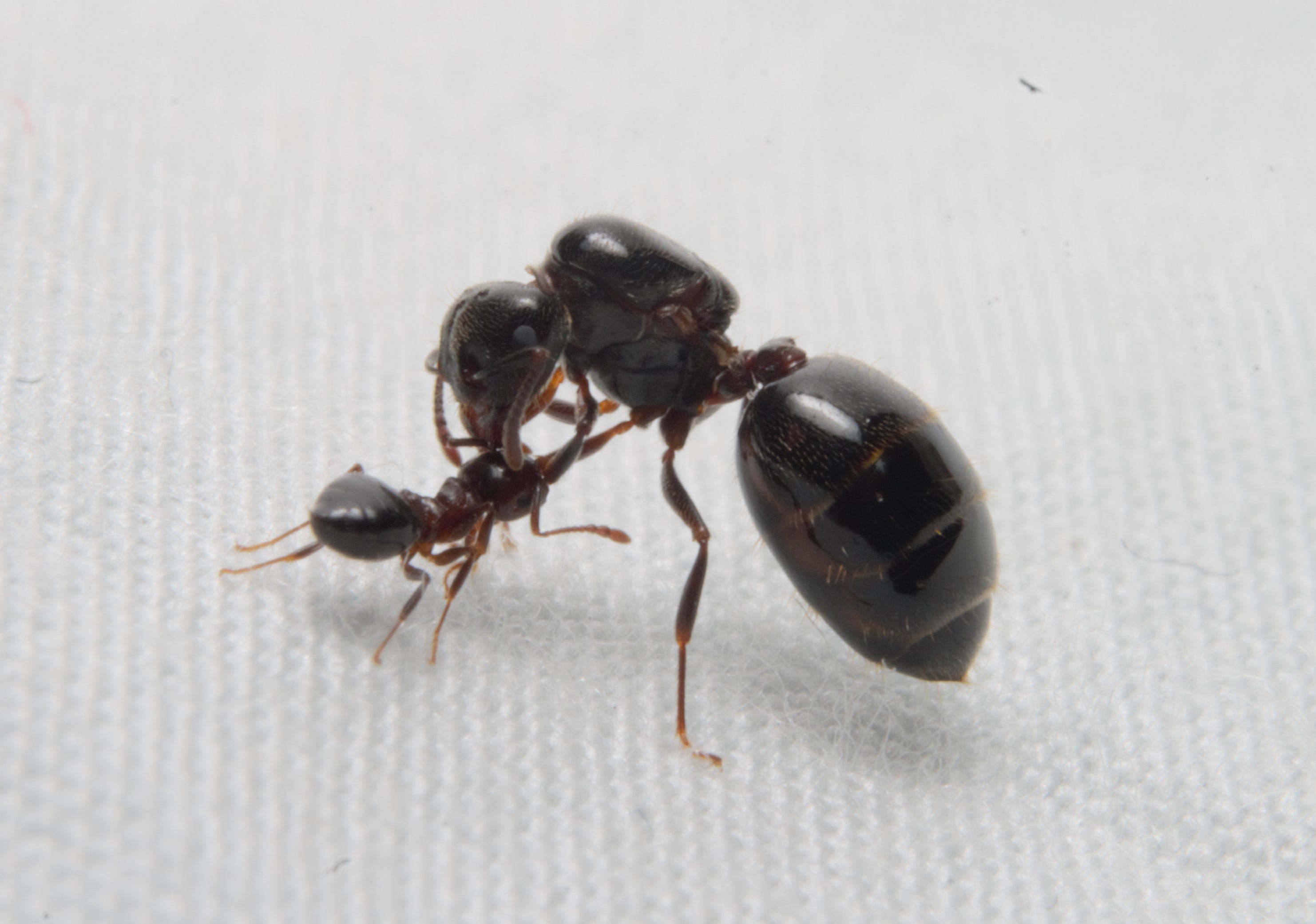 Ant Farms With Queen