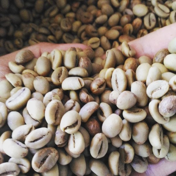 Bibit Kopi Robusta. Bicara tentang Jual Bibit Kopi Robusta… | by fegi  merina | Medium