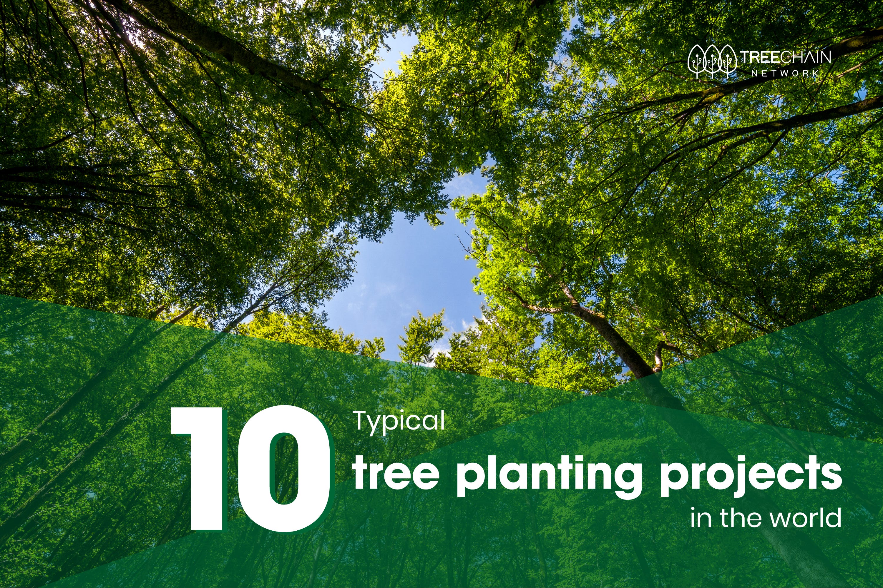 10 typical tree planting projects in the world by TREECHAIN NETWORK