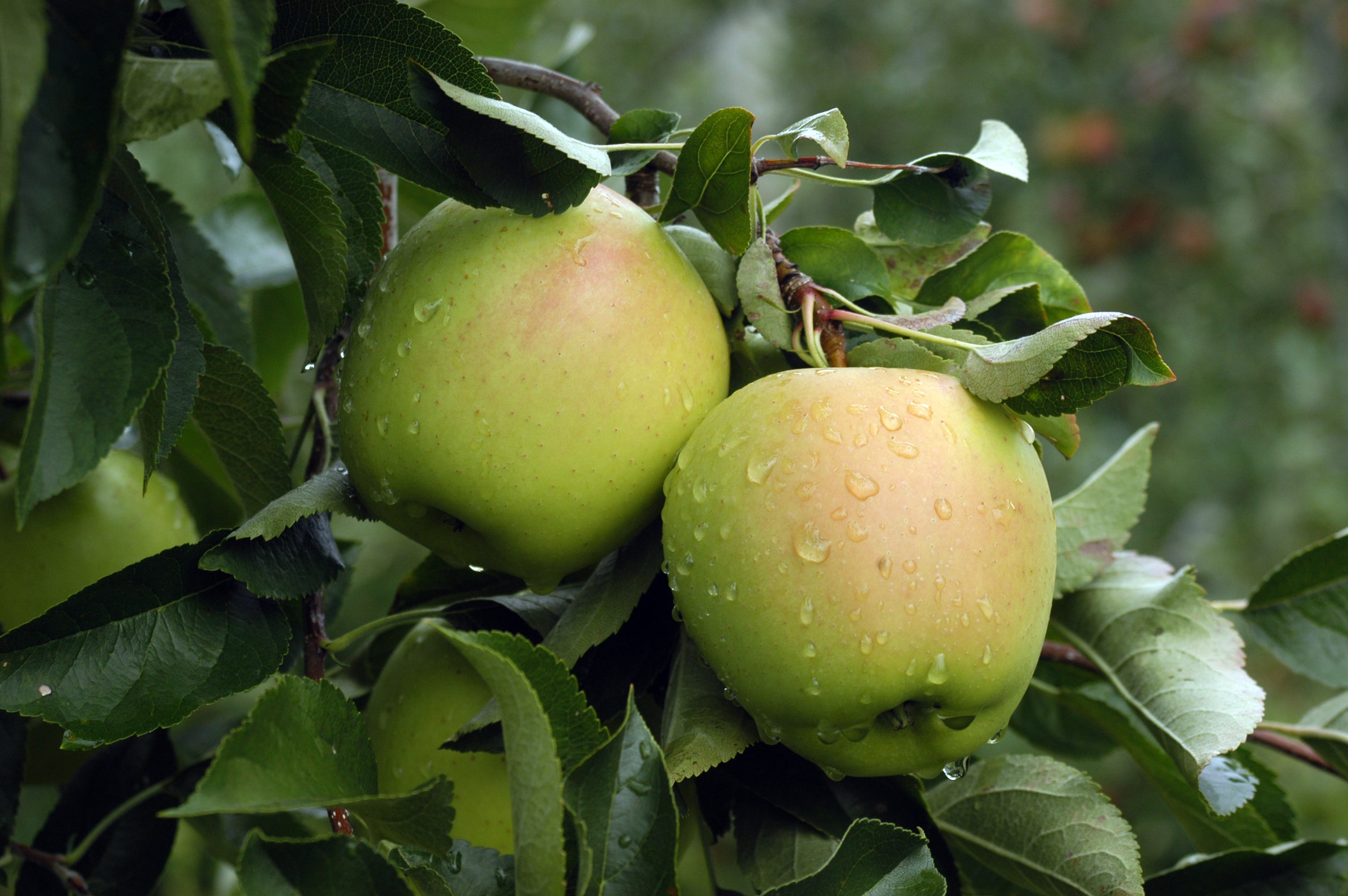 Buy Your Spring Fruit Trees with The Master Gardeners of Putnam County