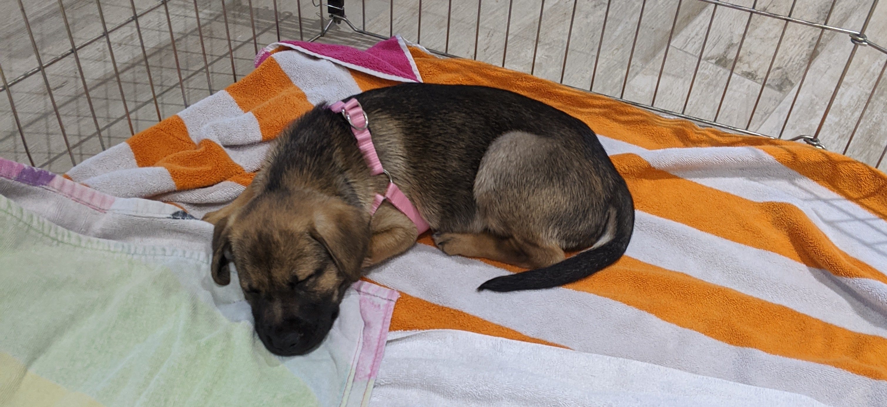 Fostering a Medical Puppy During Lockdown by Alina Ramig Medium