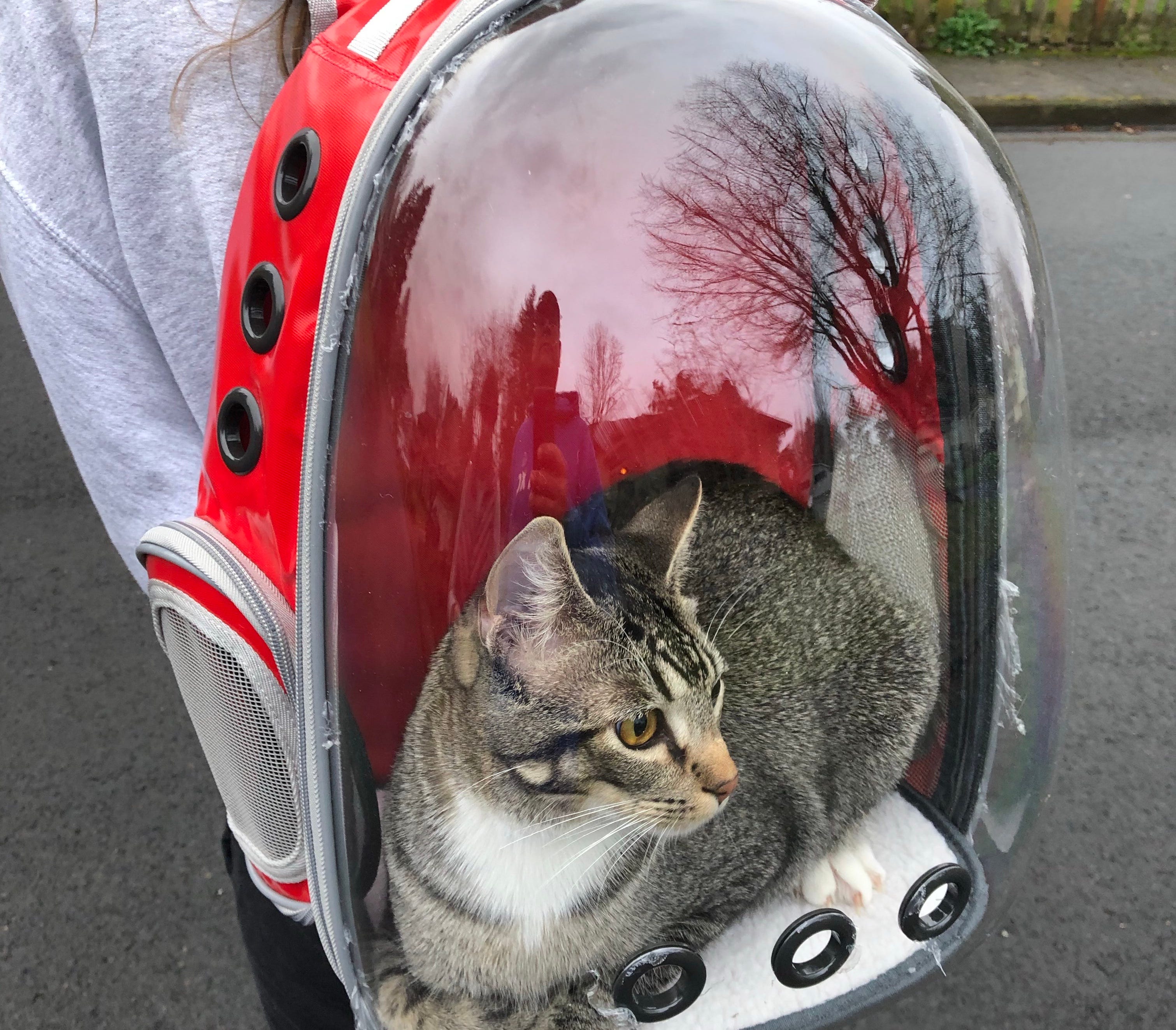 I Got My Cat a Backpack. Yes, he loves it by Anna