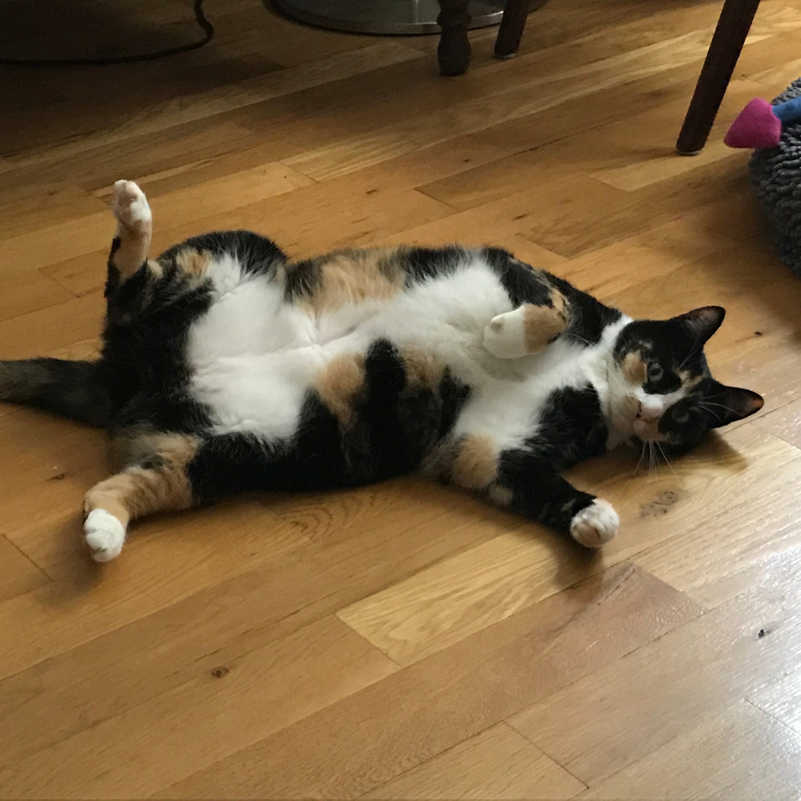 Calico Cat For Adoption in Connecticut by Deborah Moore