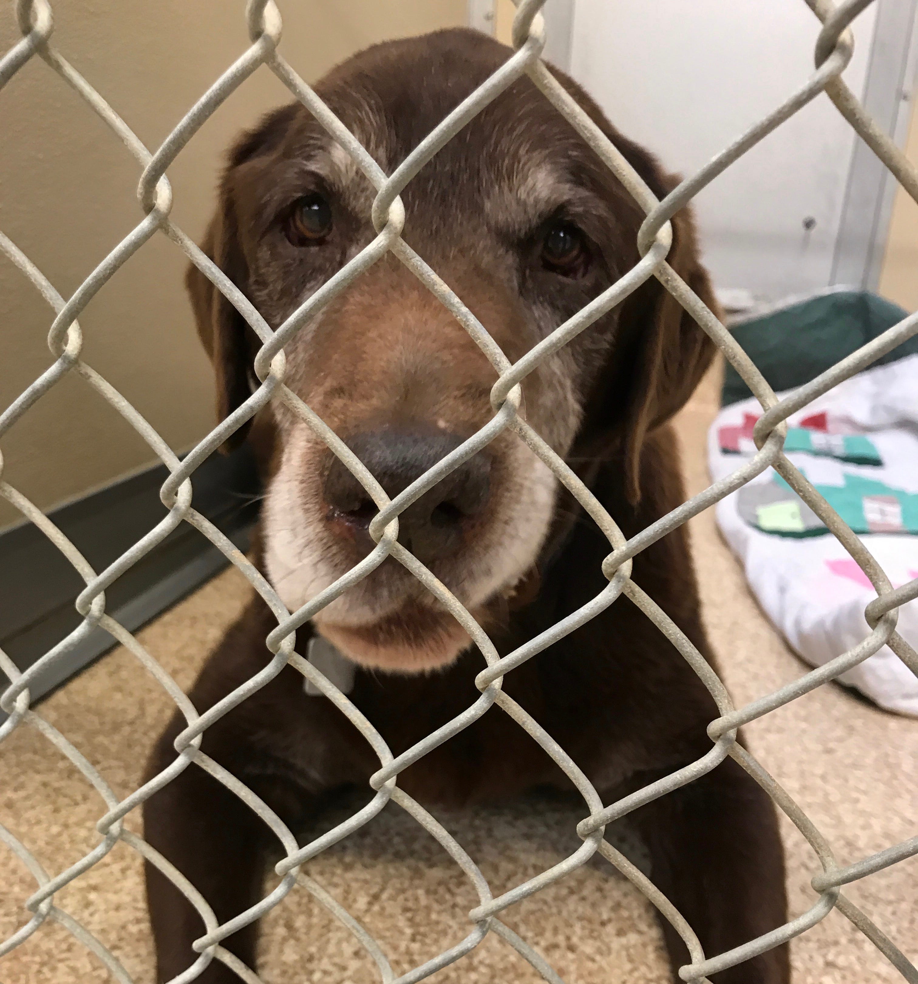 Animal Friends Humane Society Hamilton Ohio petfinder