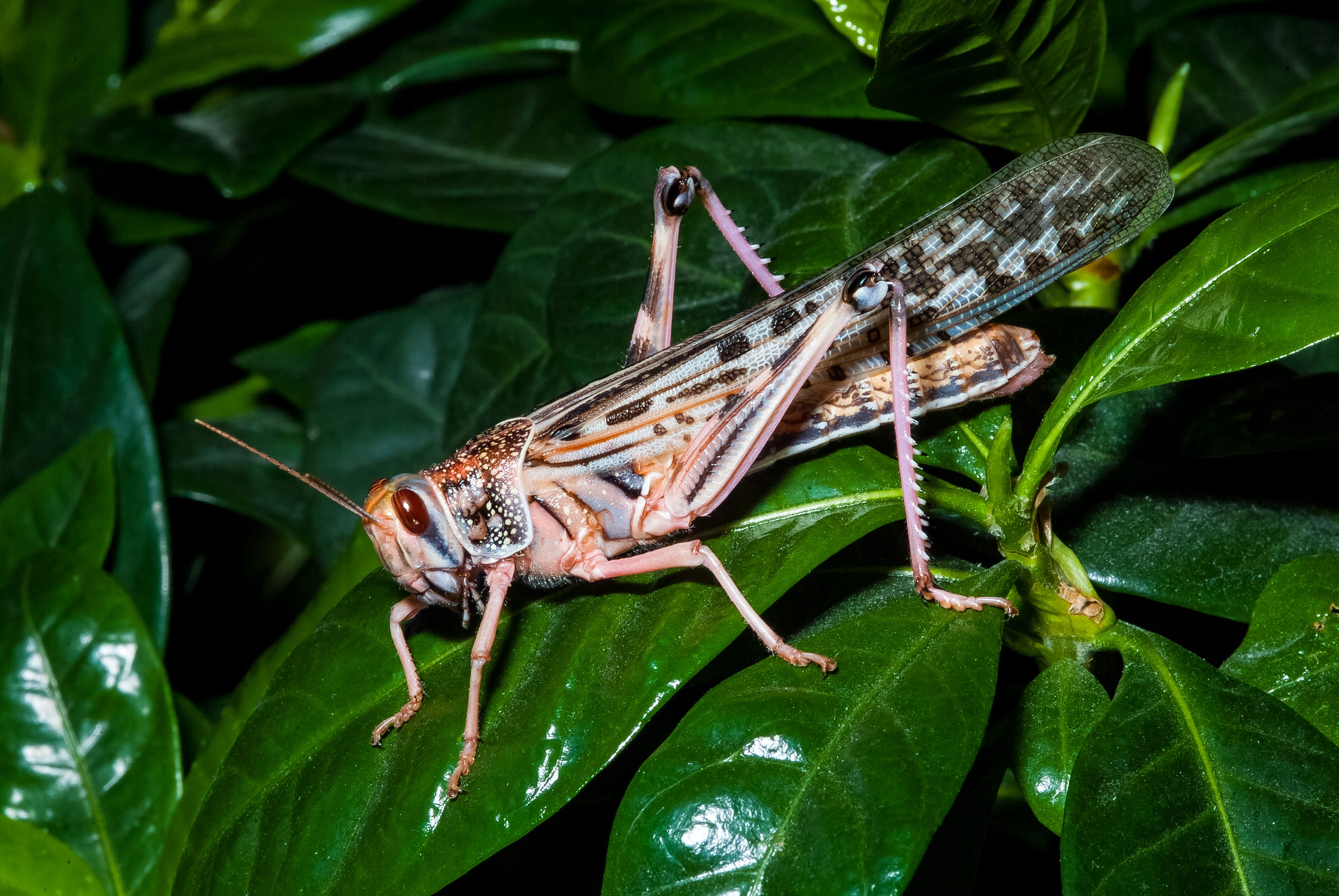 Locusts Are Swarming in Record Numbers in 2020 OneZero