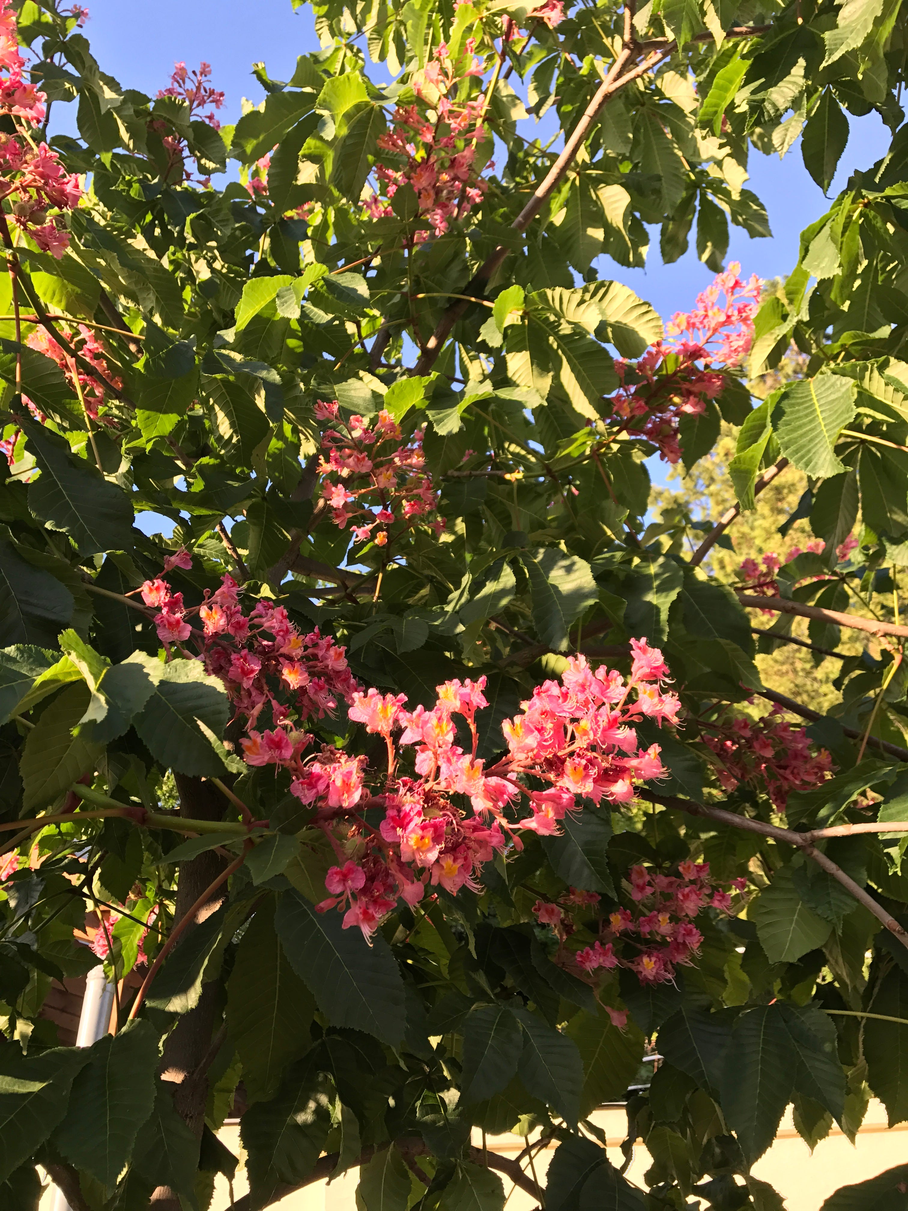 Red Chestnut — Flower Essence for Overcare and Anxiety for Loved ones