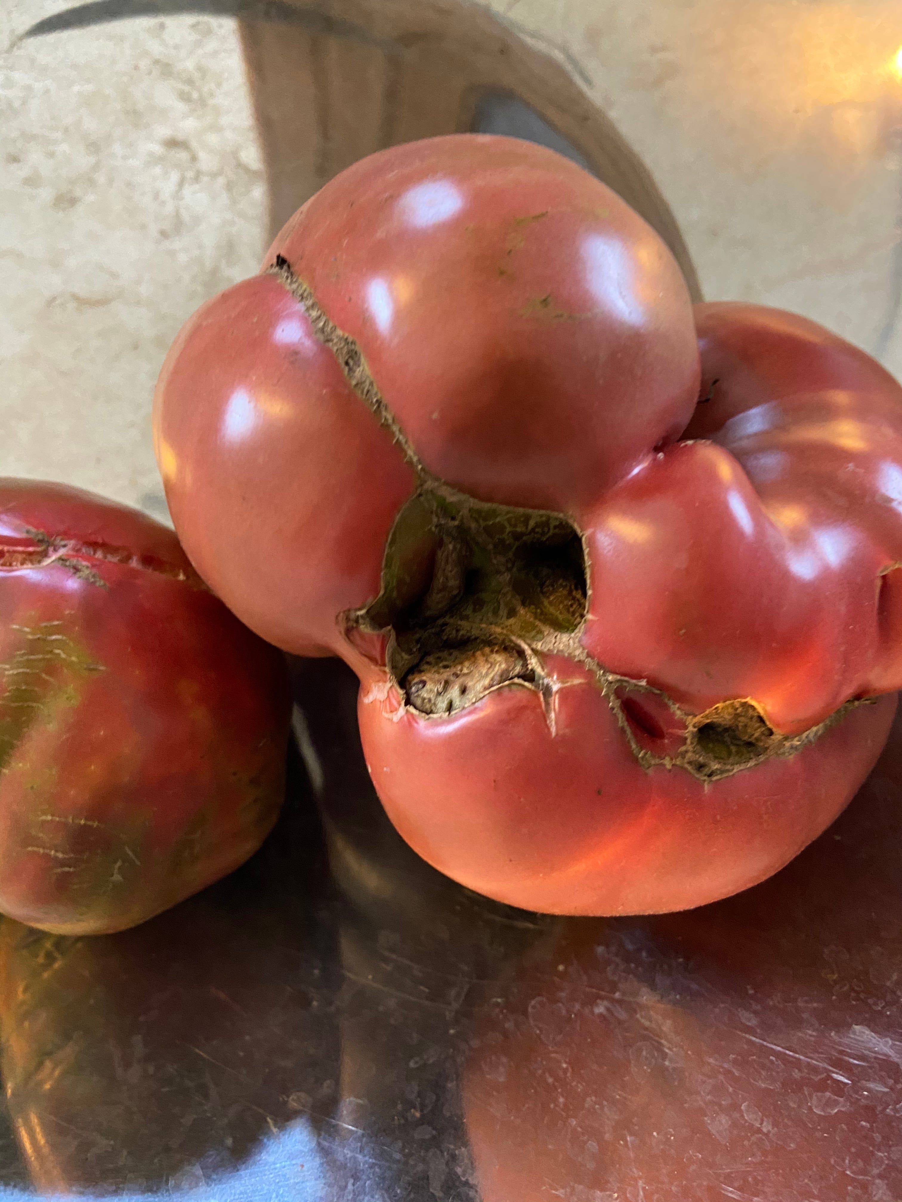 Why Does My Tomato Look Wonky?. It could be ‘catfacing’ by Julia