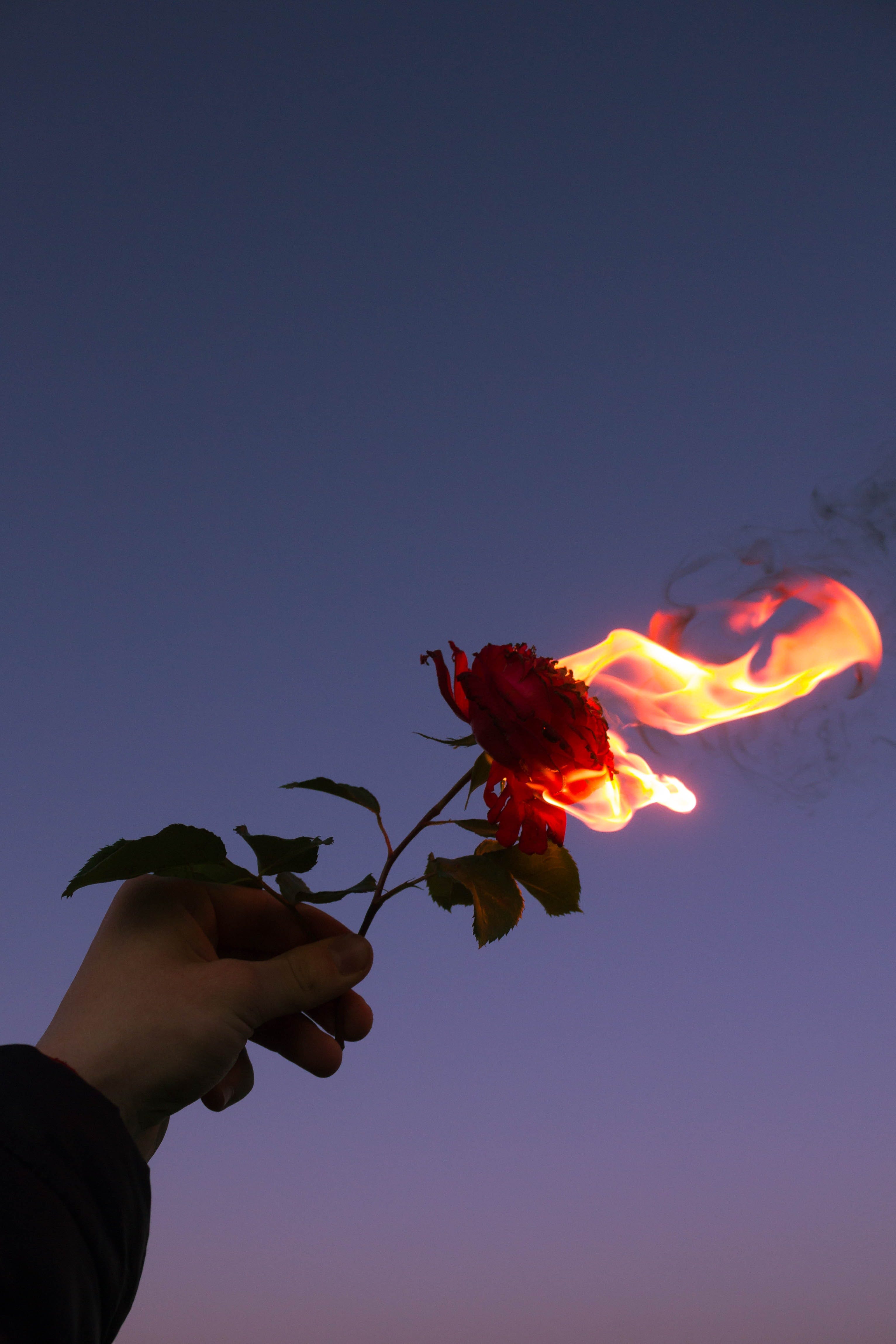 La Flor de Fuego. Siempre fui la víctima de tus juegos… by Blue