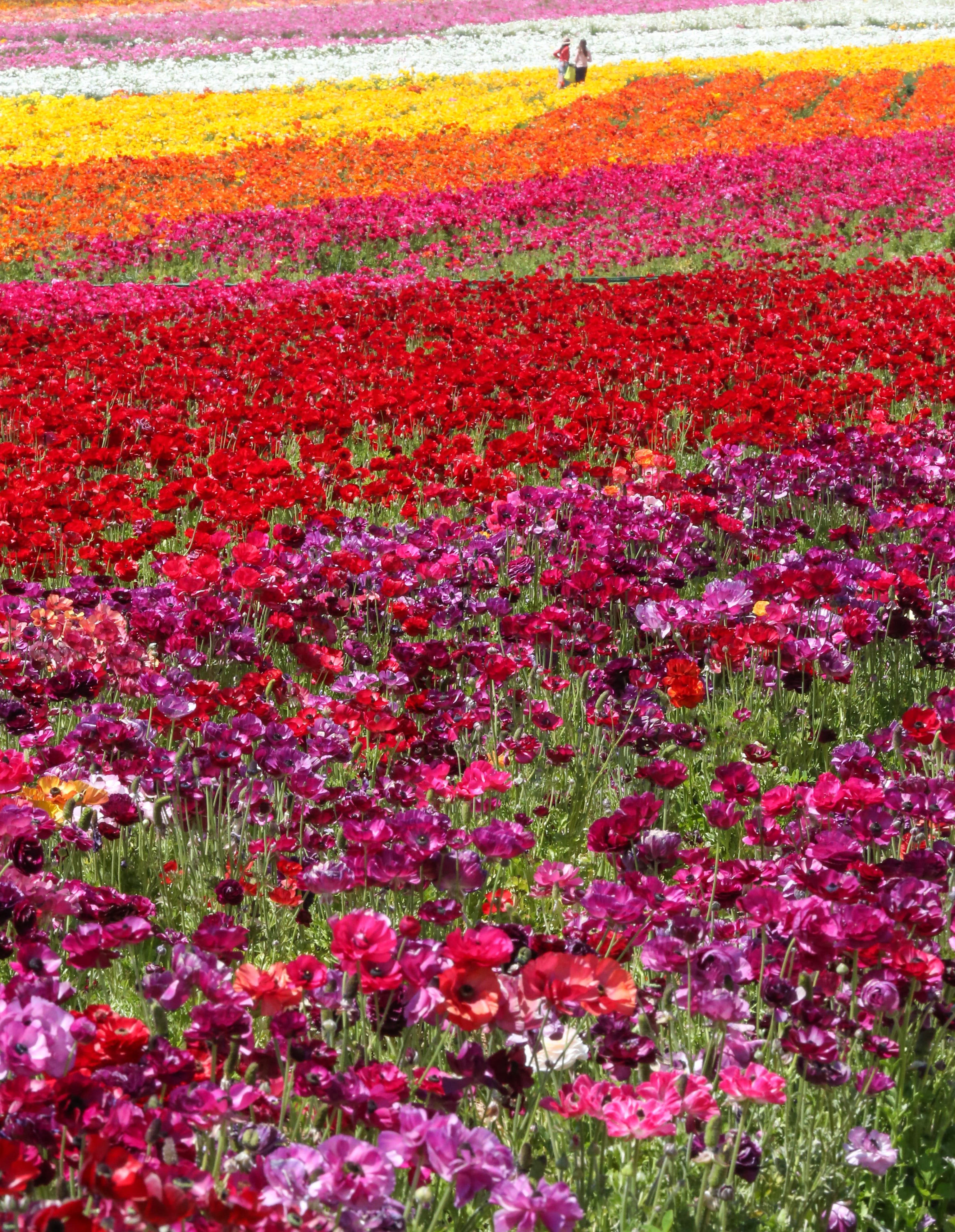 Eruption of color is a rite of spring at Carlsbad’s Flower Fields by Mike McPhate The