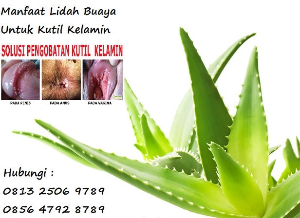 cara mengobati kutil kelamin dengan lidah buaya | by Cara Menghilangkan  Keputihan | Medium
