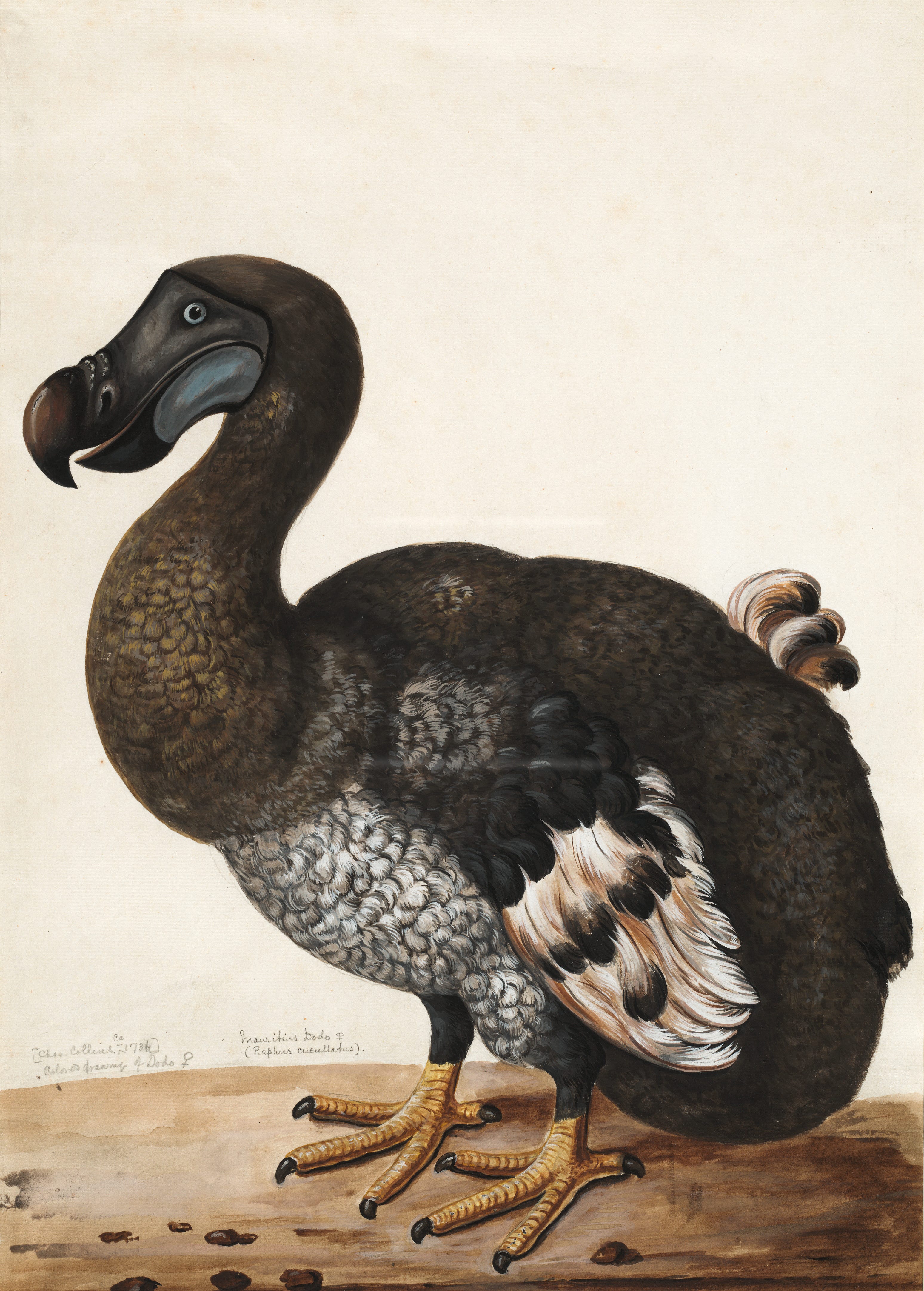 Was the Dodo Bird Really a Dodo?. Was this the extinction of a truly