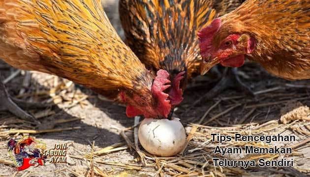 Pencegahan Ayam untuk Memakan Telurnya Sendiri | by Shella lie | Medium