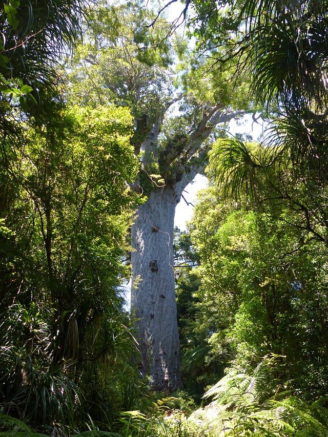 Meeting New Zealand’s Largest Kauri Trees by Zoë Poulsen World