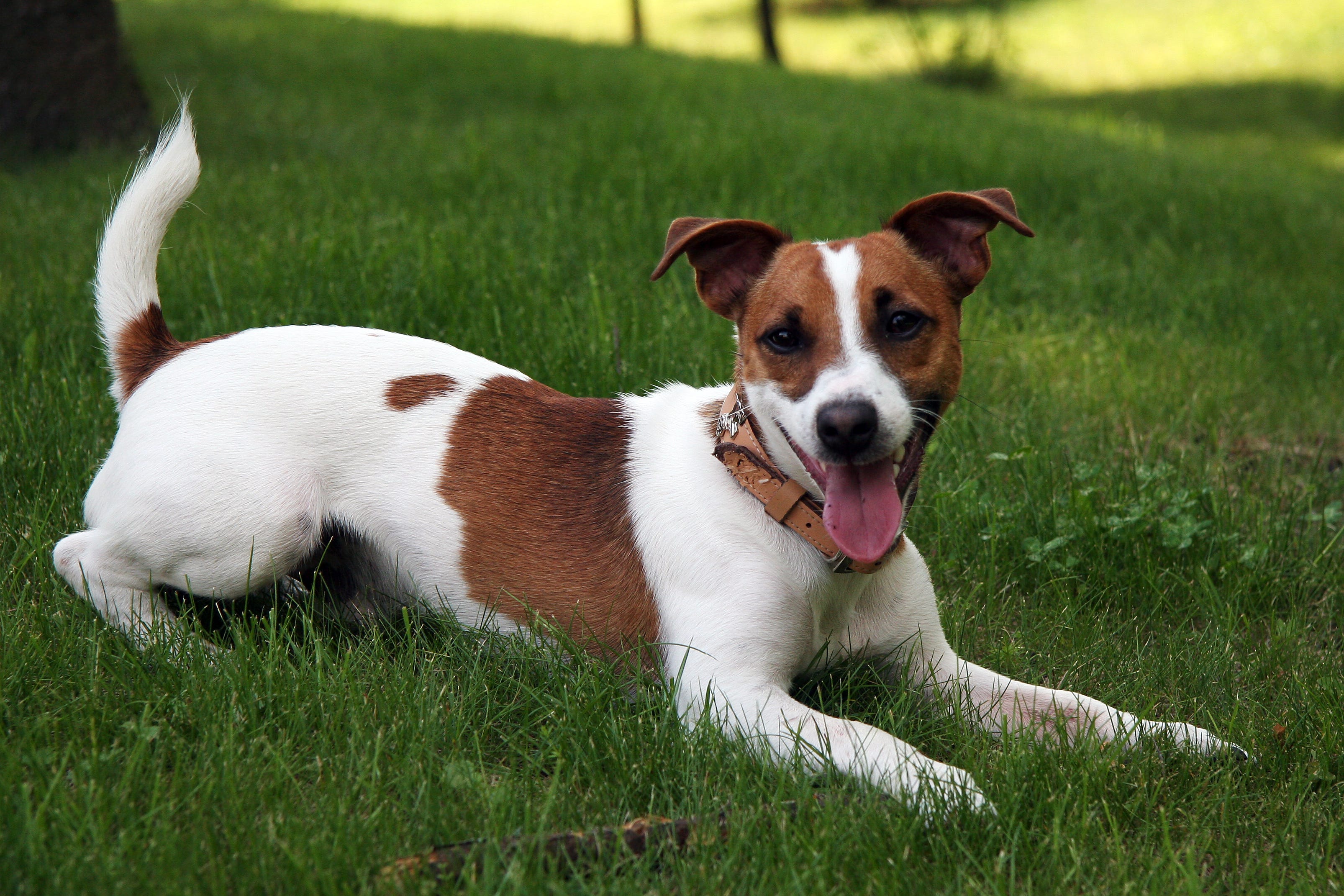 Tips For Raising An Irish Jack Russell Terrier! by emma smith Medium