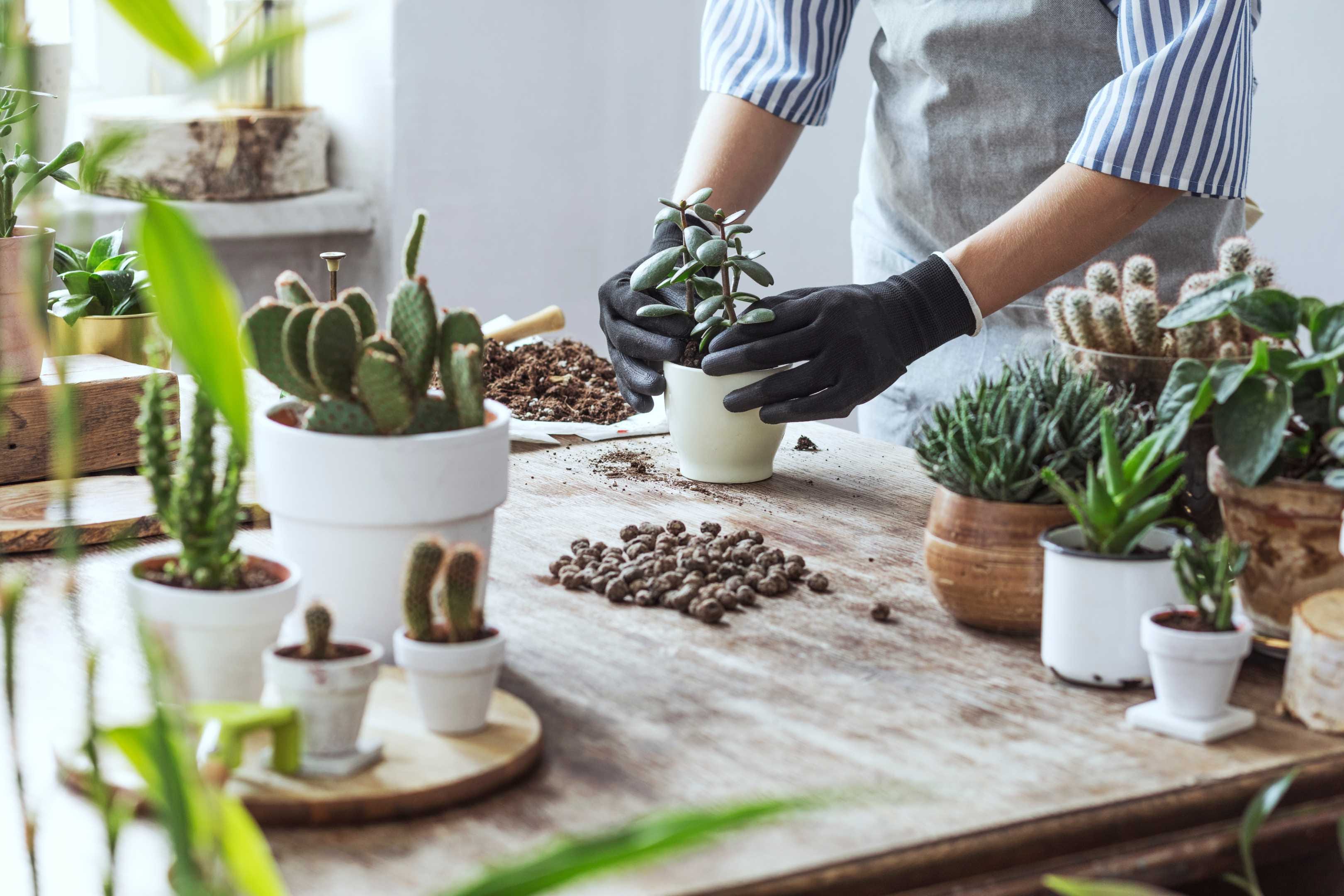 100 Génial Concepts Plante Pour Pot Suspendu Exterieur