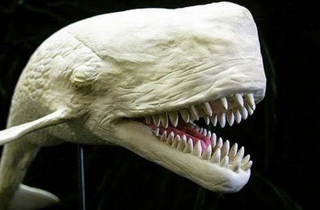 Ikan Paus — Ditya Herlambang. Aku cukup bertanya-tanya kenapa… | by Sasih |  Medium