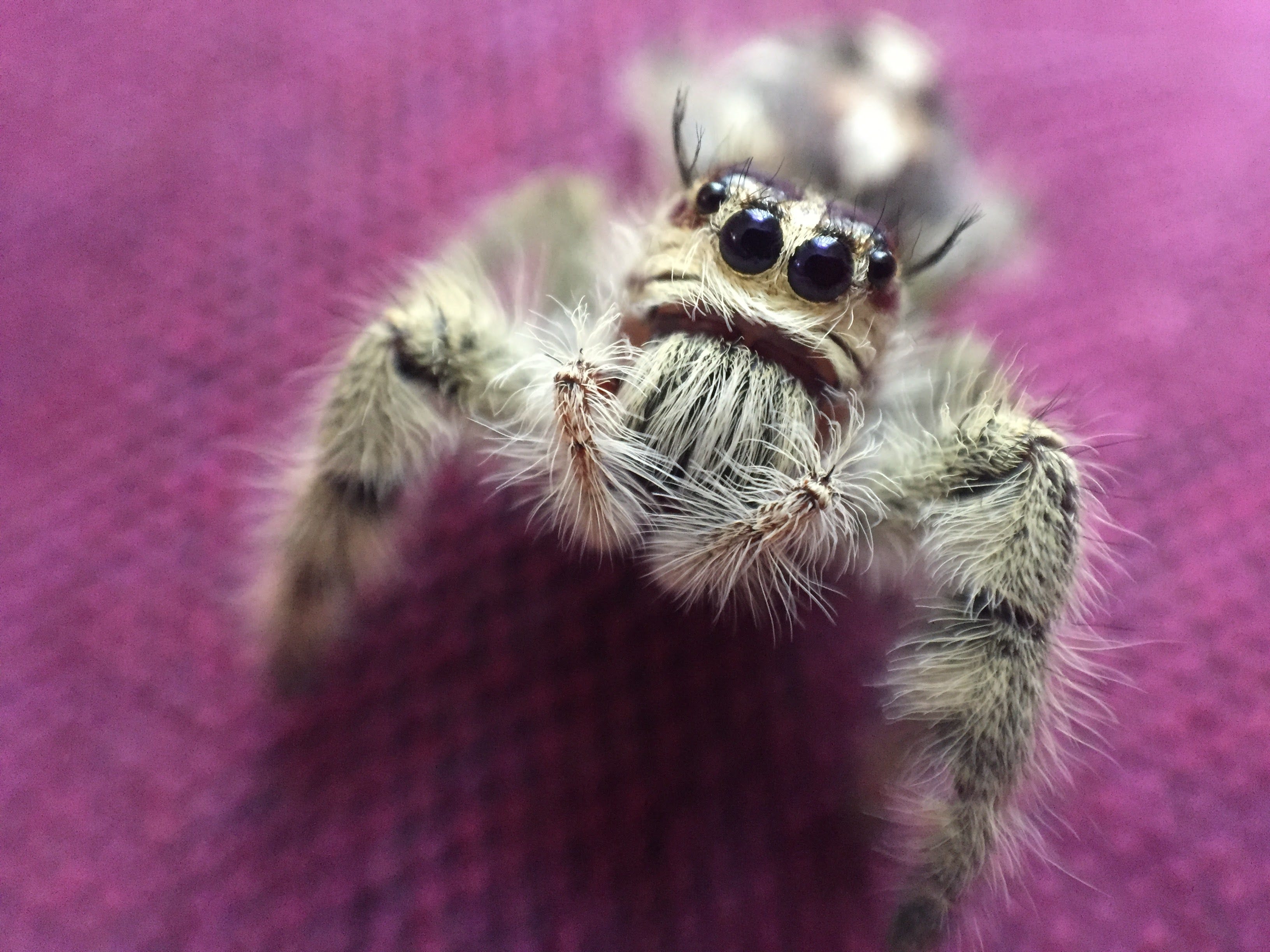 43 Top Images Jumping Spider Pet Food World Of Phids Llc
