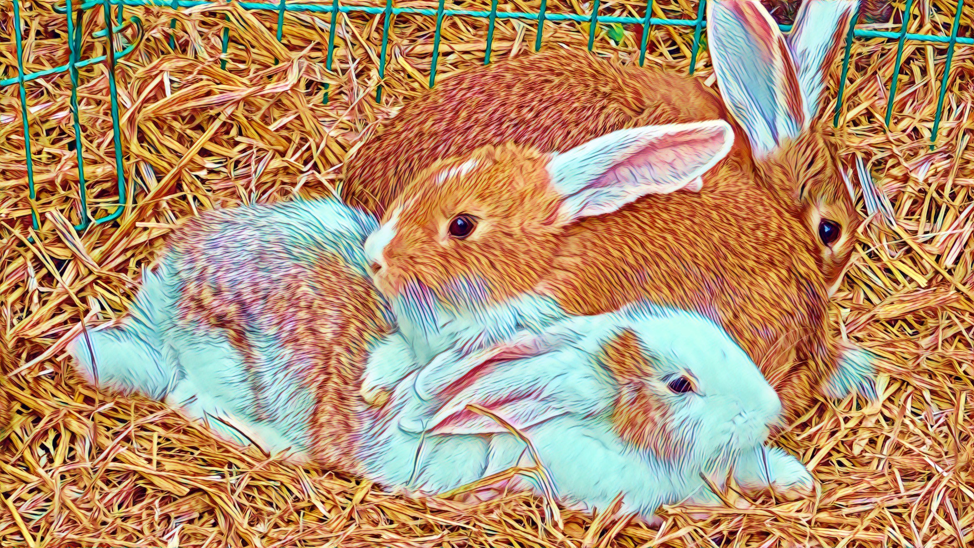 Connecting Competing Microservices using RabbitMQ by