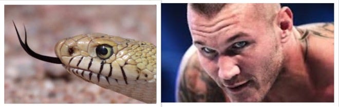 7 Reasons Definitively Proving Randy Is A Snake by Suplex Kittay