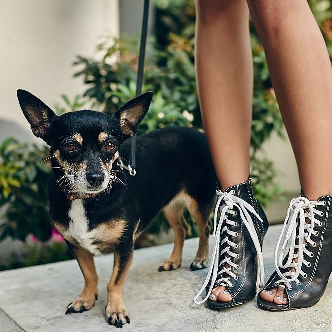 Can You Bring A Dog To England