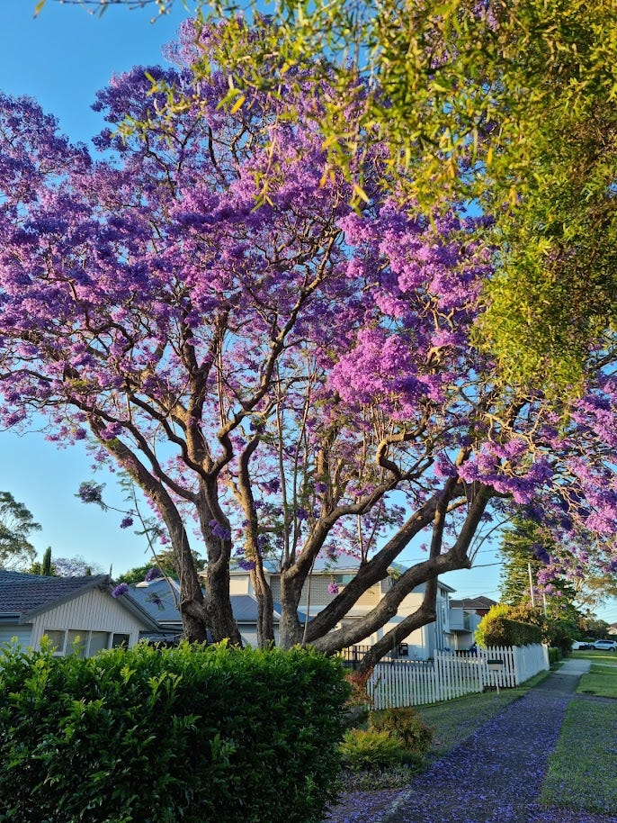 A House with a Jacaranda Tree🏡. Sydney at the moment is blazing with