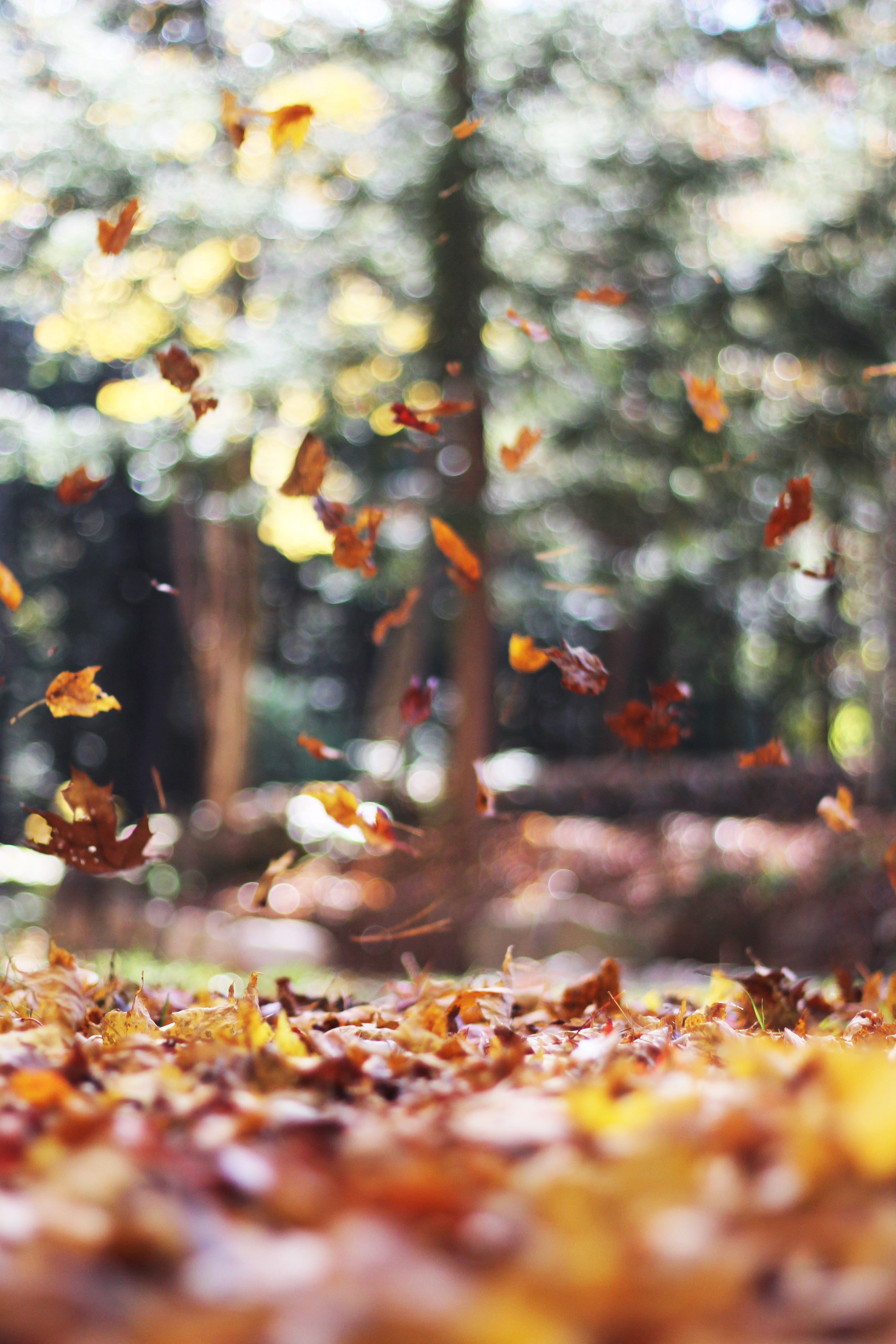 Leaves in the Wind. A Poem of Autumn Sensory Magic by Pamela J