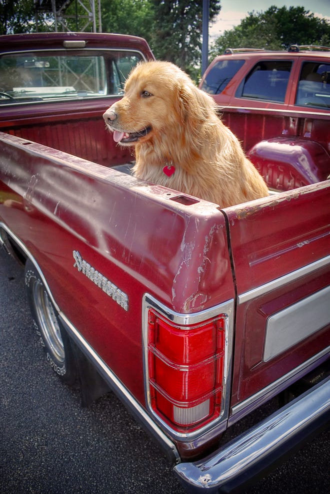 Driving Under the (Doggy) Influence; What are the laws related to dogs in cars? by Meg Howell