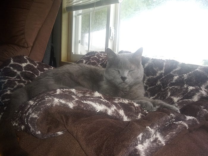 Waiting to Pick Up My Cat at the Vet by Michelle Medium