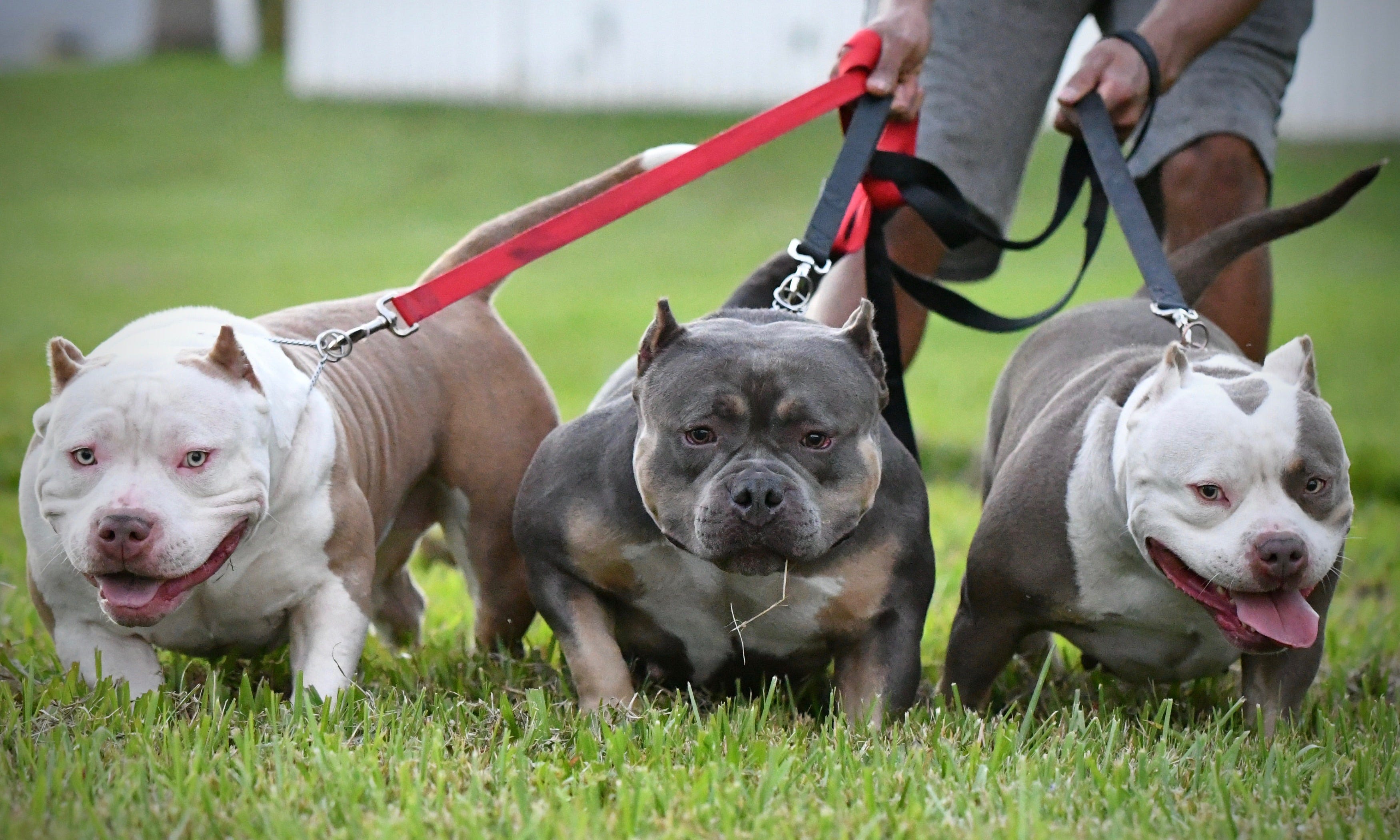 7 FEMALES UNDER 18 MONTHS OLD THAT WILL BLOW YOUR MIND TOP POCKET BULLY KENNELS by BULLY